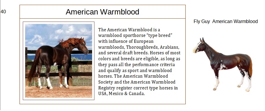 American Warmblood