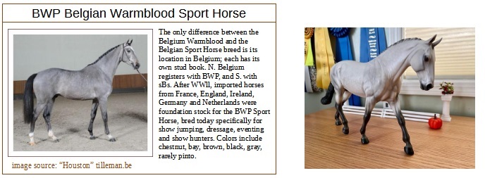 blue grey Belgian Warmblood