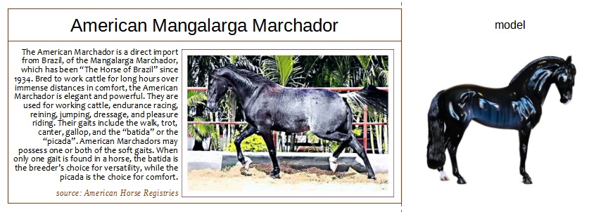 blue rabicano Marchador